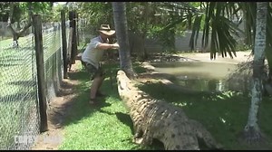 Confronting eighteen separate crocodile attacks with footage of the biggest specimens