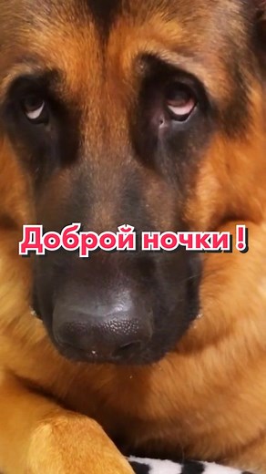 Close-Up of a Beautiful German Shepherd Dog