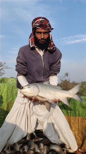 Fish Farming in India | Fish harvest #fish #harvesting #india