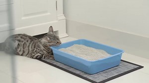 103K views · 579 reactions | Happy cat, happy home! Help your feline companion avoid stage fright with Royal Canin #ThinkInsideTheBox | Home Beautiful | Facebook