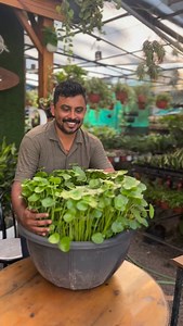 5.6K views · 734 reactions | From cutting to growing  Pennywort propagation made easy Beginner friendly | Low maintenance Available now in Calicut #PennywortPlant #PennywortPropagation #PlantPropagation #IndoorPlantsIndia #EasyCarePlants #GreenHome #BalconyGarden #HomeGarden #PlantLovers #NurseryLife #CalicutPlants #KozhikodePlants #CalicutNursery #KozhikodeBusiness #Loragreens | Lora Greens | Facebook