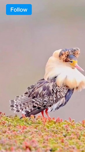 14K views · 347 reactions | So beautiful #amazingbird #bird | Nature And Wildlife | Facebook