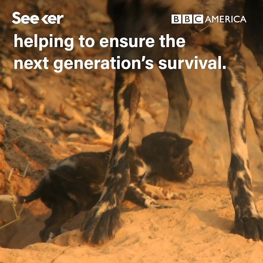 168K views · 219 reactions | Africa’s painted wolves are fighting for survival. Watch #Dynasties: Painted Wolf now on BBC America.com >> https://bbc.in/2SFtXsp | BBC America | Facebook