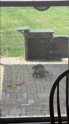 Groundhog sounds! #hoglife