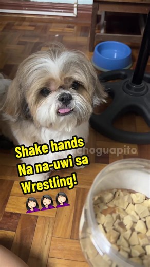 The Sleepy Dog on TikTok