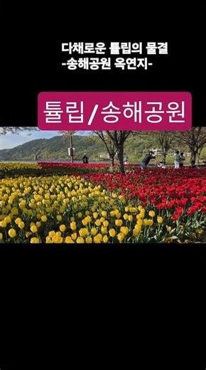 #송해공원 #대구가볼만한곳 #튤립명소 #Bee_Gees #Stayin_Alive