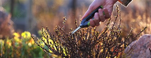 Woman's Hand Pruning Barberry Bush in Spring Garden