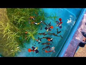 The FASTEST & EASIEST Way to Breed Guppies (Almost Zero Maintenance)🤨😎