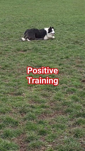 Das schnelle DOWN #hundetrainer #dogtraining #hundeverstehen #hund #bordercollie
