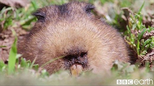A giant mole rat, Ethiopia. #TheHunt | BBC Earth