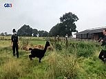 The final moments of Geronimo the alpaca as police come to take him away