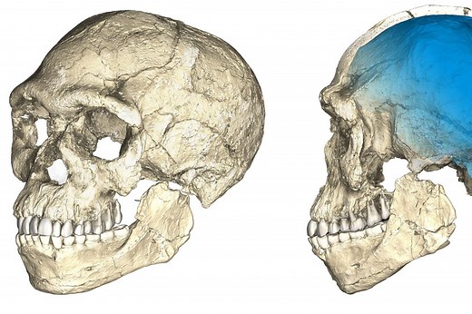 La découverte qui bouleverse l’histoire d’« Homo sapiens »