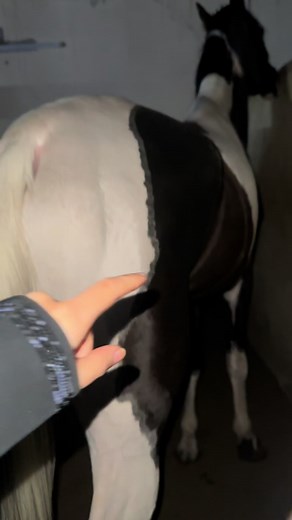 هوا مرتاح اهم شي ههههههههههههه#ماشاءالله_تبارك_الله_اذكروا_الله #خيل_وخياله🐎 #explore #jeddah