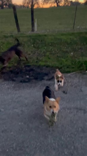 Waking up still heartbroken & angry. We have 4 neighbors past our place off grid 2 have peacefully lived over 30 yrs back there 2 new sets moved in and have created and caused so many problems and heartache one calls himself a pastor and pastors a church in the Corning area not sure we believe that. Being told it’s a county road keep your kids and animals out of way, flying down the dirt road past Cait horseback and other times us moving cows all because it’s a public county road. They didn’t ju