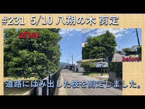 #231 Hassaku tree pruning. The branches and leaves are overhanging the road. I will prune it. I u...