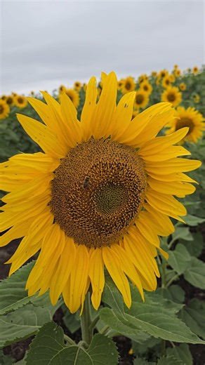 Sunflowers Farm #australia