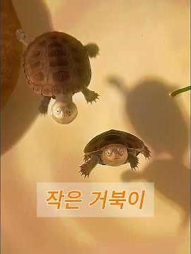 The connection between a woman and a miniature turtle #animals #animals