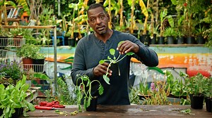 How to Not Kill Your Plants