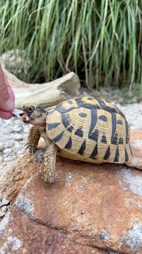 79K views · 7.3K reactions | Greek Tortoises Come from Africa?!...