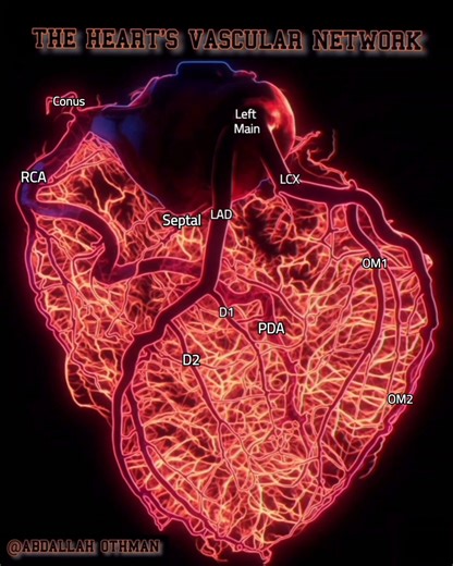 🆕 3D Visual 😍 The Cardiac Vasculature 🫀❤️ · RCA (Right Coronary Artery): Supplies the right ventricle, sinoatrial node, and atrioventricular node. · LAD (Left Anterior Descending Artery): Often called the "Widow-Maker," it's crucial for supplying the front of the left ventricle. · OM1/OM2 (Obtuse Marginal Arteries): Branch from the Circumflex artery to supply the lateral wall of the left ventricle. A perfectly designed circuit for the engine of life! ❤️ #CoronaryCirculation #Cardiology #Cardi