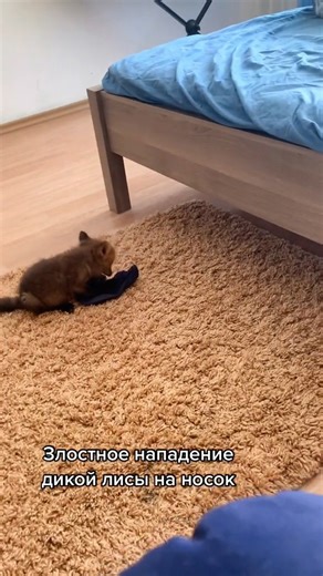 Cutest fox in Tick tock#лисанарута#naruta_the_fox#happyfox. | Fox zone USA