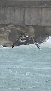 274K views · 4K reactions | I’ve watched ospreys and eagles fight many, many times, and it always amazes me because the bird being chased seems to have eyes in the back of its head and can see the incoming bird before it even looks. I wonder if there is a change in sound frequency that’s cluing them into the approaching danger? Either way, this osprey fought a good fight but ultimately had to drop its cargo. | Mark Smith Photography | Facebook