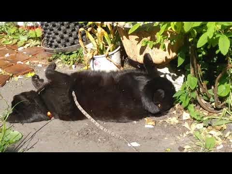 MauMau Sunbathing in the garden by the flower pots part 4. 04.06.2023