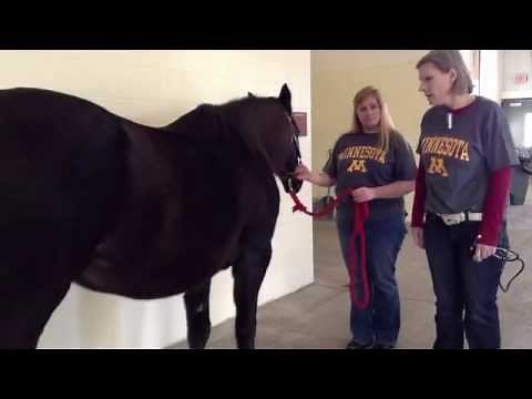 Checking Horse Vital Signs