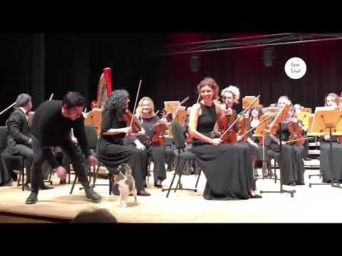 Naughty cat disrupts live orchestra concert and steals the show