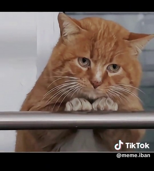 Sad Cat Moments: Oyen's Heartfelt Crying Video