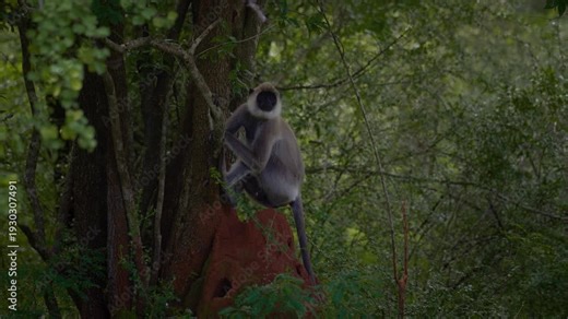 Grey langur monkey sitting on a tree branch above termite mound in tropical forest, Yala National Park