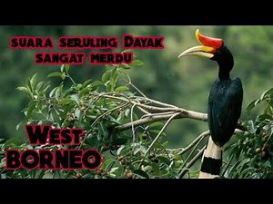 Suara seruling Dayak sangat merdu bikin anak Dayak yg merantau rindu tanah Borneo