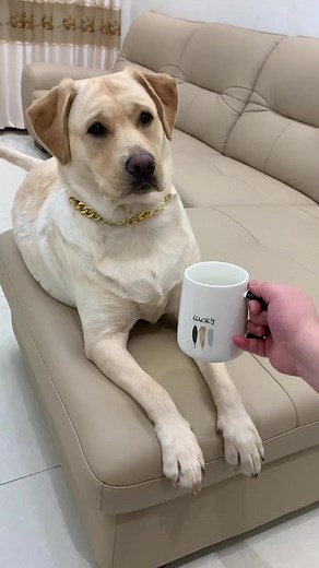 133K views · 4K reactions | #funny #funnyvideos #funnymemes #funnycats #funnygirl #funnyanimals #dog #cute | Lucille S. Tucker | Facebook