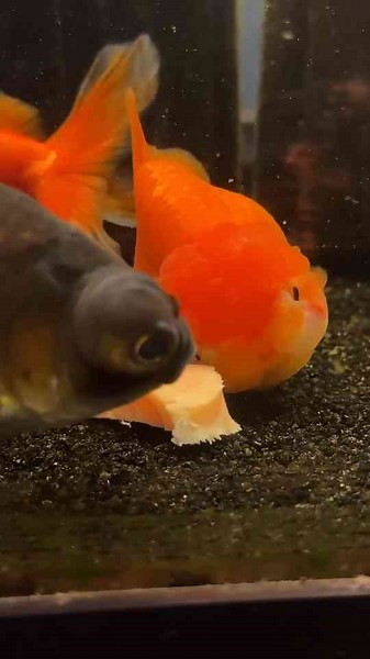 Tubby Tobey Health and Behavior Update