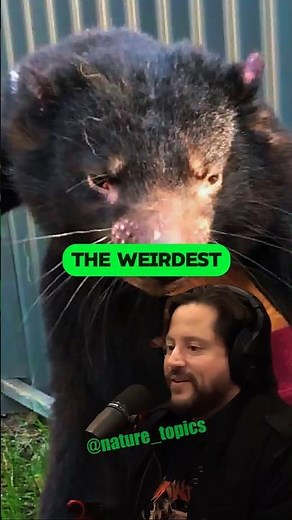 The Wild Sounds of the Tasmanian Devil | Joe Rogan with Ben Lamm