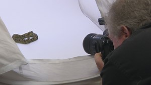 Denver Zoo animals to be featured in National Geographic photo project