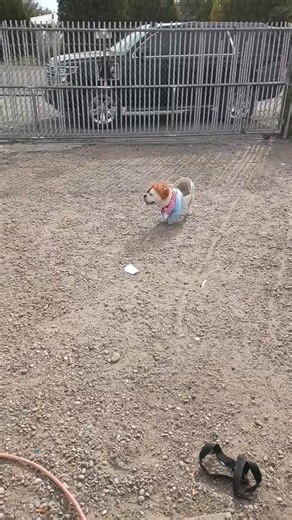 Lyra is Chucky for Halloween | Gabbie Bibiano | Facebook