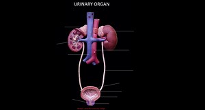 SCB209 - Lab10 - Natural Sciences Open Educational Resources