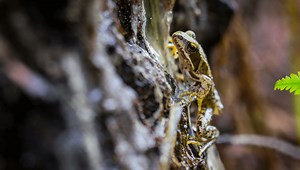 Meet The Frog That Can Freeze In Winter And Defrost In Spring, No Problem