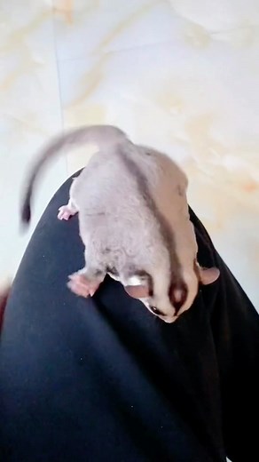 Cute Sugar Glider Fighting Video