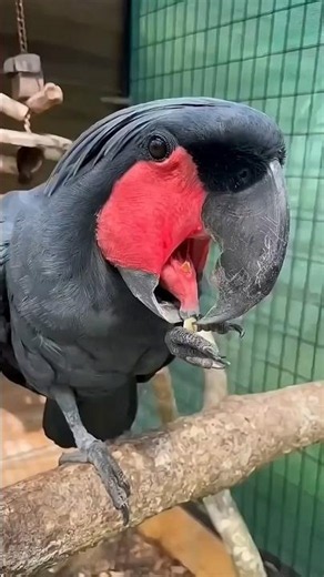 This bird is the musician of the forest #facts #animals #wildlife