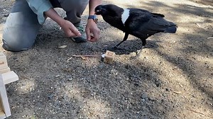 Linus the white necked raven is learning a new behavior through a process of positive reinforcement called shaping. He gets his favorite bits of food as he places the block in the mark from further and further away. Critical rule of thumb in training birds smarter than you: don’t bore the raven and don’t push the session too long. Slooooooow walk home 😆 | Avian Behavior Conservancy