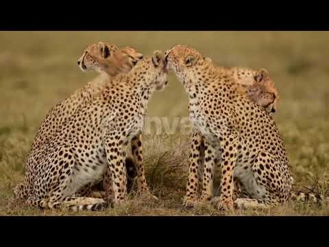 Cheetah Hunting at Full Speed 🐆⚡ The Ultimate Chase