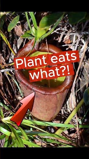 Extremely Carnivorous Plant but it eats what? #carnivore #scary #plants