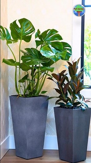 Indoor Plants Arrangement Ideas That Will CHANGE Your Home Decor