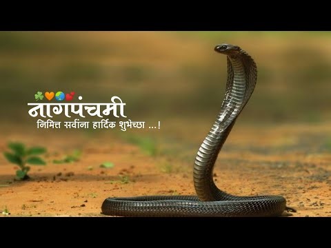 Nag panchmi status | Nag panchmi WhatsApp 4K full screen status video New 2024 | नाग पंचमी स्टेटस