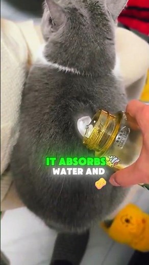 Why Do Cats Hate Water? Here's the Science Behind It!