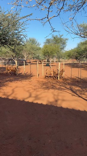 48K views · 1.1K reactions | Make Easy Money From Goat Farming!!! Sign up for our upcoming webinar using the link: https://www.farminginafrica.com/how-to-start-a-successful-goat-farm-as-a-business #farminginafrica #semanhyiafarms #livestock #webinar #nigeriantiktok #startingafarm #ghanatiktok #livestockfarming #farmingbusiness | Farming In Africa | Facebook