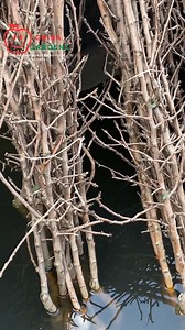 2.5K reactions · 685 shares | Italy pear  plants Booking is open call on this number 9103529347 @highlight Griba Gardens Agriculture Point #ForSale #BuyNow #GrowYourOrchard #OrderNow #QualityRootstocks #OrchardSupplies #NurseryPlantsForSale #FruitTreeBusiness | Basit Yousuf | Facebook