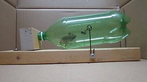 Easy way to trap a mouse | Kool Corner
